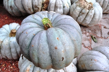Kestane Kabağı Tarifi ve Malzemeleri